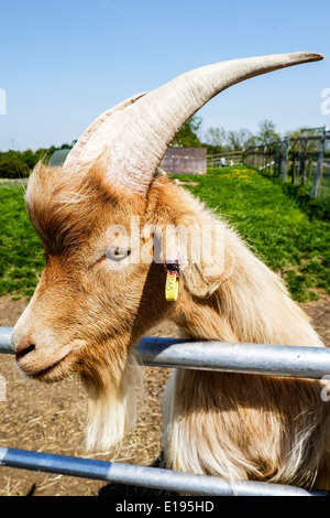 Eine goldene Guernsey Ziege auf der Hadleigh Childrens Farm in Essex. Stockfoto