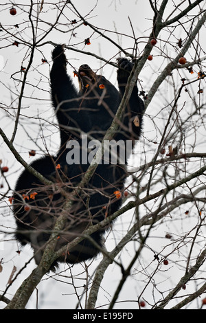 Black Bear (Ursus americanus) Ernährung auf Obst in einem Baum Great Smoky Mountains National Park, Tennessee USA Stockfoto