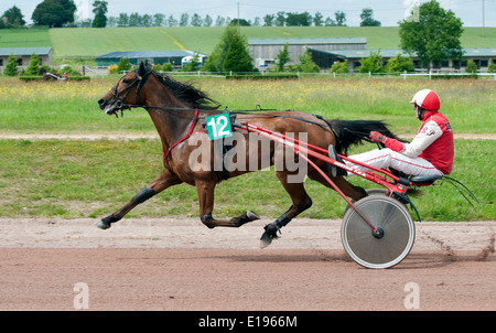 Pferd im Trab, Rennbahn Vire, Calvados, Normandie, Frankreich Stockfoto