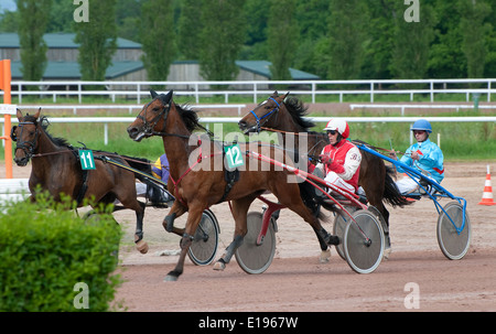 Pferd im Trab, Rennbahn Vire, Calvados, Normandie, Frankreich Stockfoto