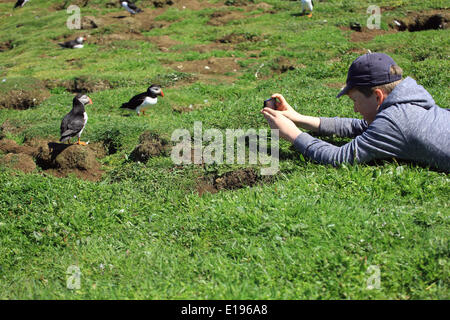 Inneren Hebriden, Schottland. 27. Mai 2014. Junge aufstehen in der Nähe fotografieren der Papageientaucher auf seinem Handy auf Lunga einer der Treshnish Inseln liegt westlich von Mull. Bildnachweis: PictureScotland/Alamy Live-Nachrichten Stockfoto