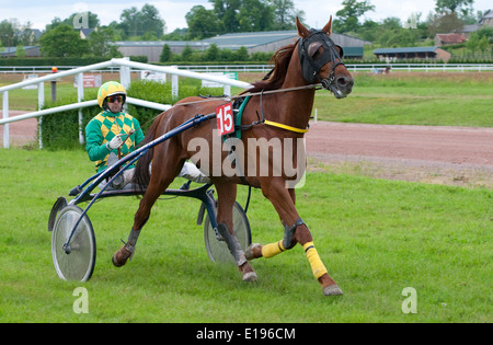 Pferd im Trab, Rennbahn Vire, Calvados, Normandie, Frankreich Stockfoto