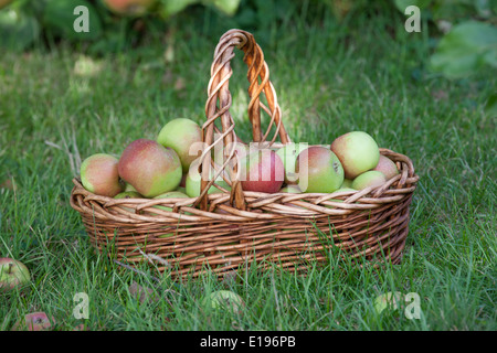 Windfall Äpfel in einem Weidenkorb Stockfoto