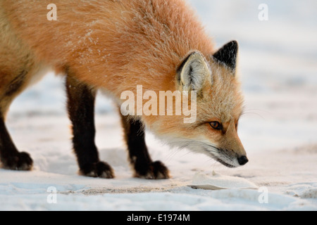 Red Fox (Vulpes vulpes) Churchill, Manitoba, Kanada Stockfoto