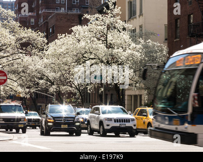 Blühende Bäume und Verkehr, Frühling, Murray Hill, New York, USA Stockfoto