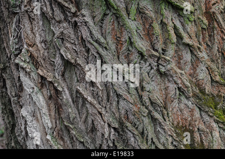 Detail des Baumes Rinde Hintergrund Stockfoto