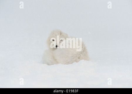 Polarfuchs (Alopex lagopus) im Schnee Wapusk National Park Schlafen, Cape Churchill Manitoba Kanada Stockfoto