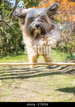 Lustige Tibet Terrier Hund einen Sprung über eine Hürde im Garten Stockfoto