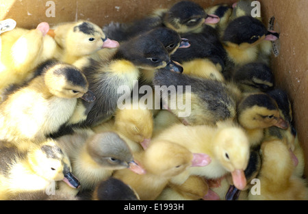 kleine gelbe und schwarze Entenküken Stockfoto