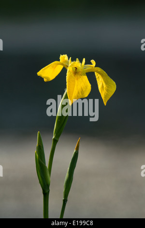 Gelbe Flagge Iris Blume Stockfoto