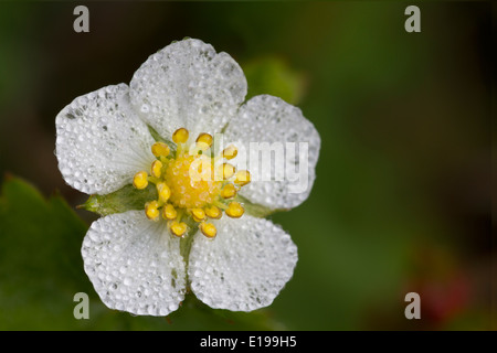 Nahaufnahme der Blüte der Erdbeere Pflanze Stockfoto