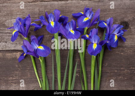 Blaue oder Iris Blume auf Grunge Holz Hintergrund Stockfoto