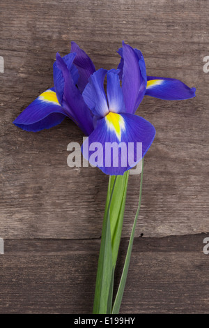 Blaue oder Iris Blume auf Grunge Holz Hintergrund Stockfoto