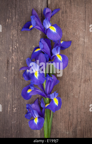 Blaue oder Iris Blume auf Grunge Holz Hintergrund Stockfoto