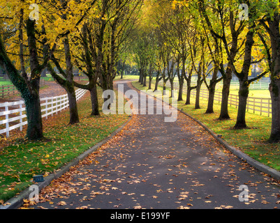 Von Bäumen gesäumten Straße und Zaun mit Ahornbäume im Herbst Farbe. Oregon Stockfoto