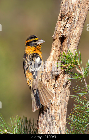 Black-headed Kernbeißer Pheucticus Melanocephalus Santa Rita Mountains, Santa Cruz County, Arizona, Vereinigte Staaten (USA) 16 Stockfoto