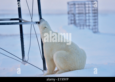 Eisbär (Ursus maritimus) Neugierig untersucht eine von Menschen geschaffene Struktur Wapusk National Park, Cape Churchill Manitoba Kanada Stockfoto