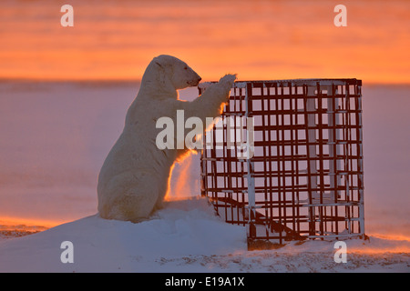 Eisbär (Ursus maritimus) Neugierig untersucht eine von Menschen geschaffene Struktur Wapusk National Park, Cape Churchill Manitoba Kanada Stockfoto