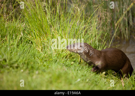 Europäische Otter Stockfoto