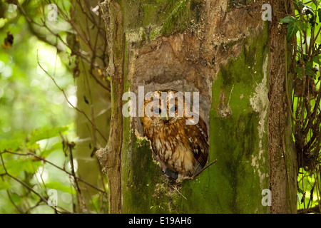 Tawny Eule Schlafplatz Stockfoto