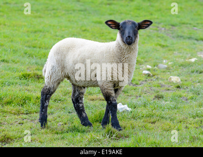 Ein Lamm in einem Feld. Stockfoto