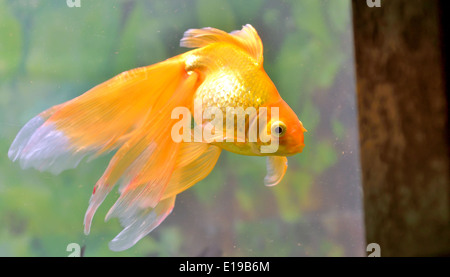 Goldfisch (goldene Karpfen) isoliert im aquarium Stockfoto