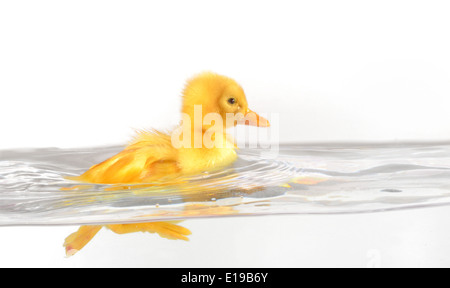 Schwimmende süß Entlein isoliert auf weiss Stockfoto