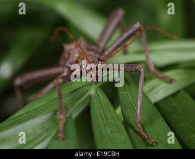 Captive dornigen Stabheuschrecke Stockfoto