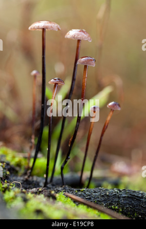 kleiner Pilz (Marasmius Alliaceus) gewachsen auf Stamm Stockfoto