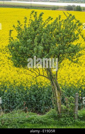 Ein Baum wächst auf einem Feld von Senf Blumen nächsten Stockfoto