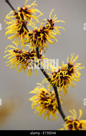 Chinesische Zaubernuss (Hamamelis Mollis) Blumen in einem englischen Garten, UK Stockfoto