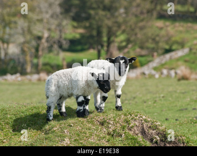 Zwei neue Lämmer spielen zusammen in ein Feld. Stockfoto