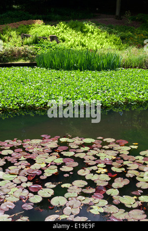 Seerosenteich in der Wildnis-Garten am Shibden Park, Halifax, West Yorkshire Stockfoto