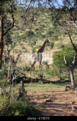 Giraffe im Grasland, Pilanesberg Nationalpark Pilanesberg, North West Province, Südafrika Stockfoto