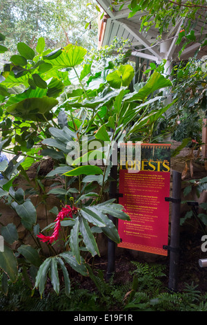 tropischen Regenwald im Phipps Konservatorium Pittsburgh PA Stockfoto