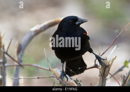 Rotschulterstärling (Agelaius Phoeniceus) Insekten aus einem Spinnennetz zu stehlen. Stockfoto