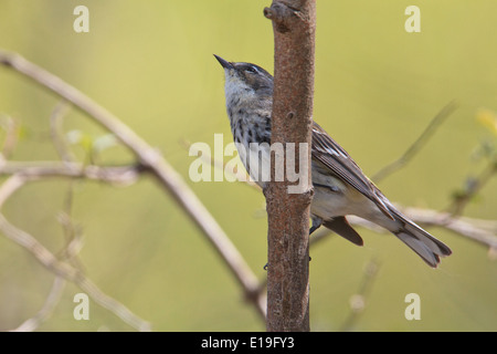 Gelb-Psephotus Grasmücke (Setophaga Coronata) Stockfoto