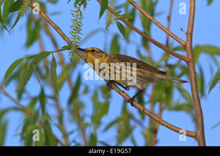 Non-Zucht erwachsenen männlichen Cape May Grasmücke (Dendroica Tigrina) während der Frühjahrswanderung. Stockfoto