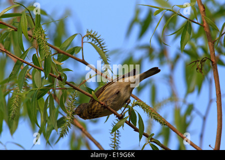 Non-Zucht erwachsenen männlichen Cape May Grasmücke (Dendroica Tigrina) während der Frühjahrswanderung. Stockfoto