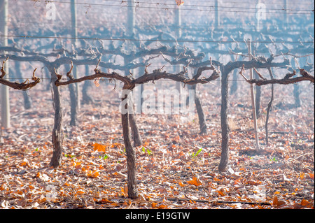 Malbec-Trauben im Spätherbst, Mendoza, Argentinien Stockfoto