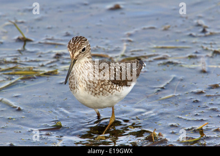 Einsame Strandläufer (Tringa Solitaria) waten für Lebensmittel. Stockfoto