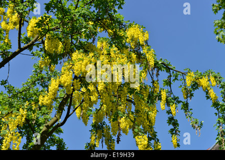 Gemeiner Goldregen (Laburnum Anagyroides) Stockfoto