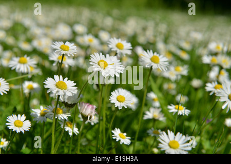 Gaensebluemchen (Bellis Perennis) / Gänseblümchen Stockfoto