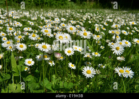 Gaensebluemchen (Bellis Perennis) / Gänseblümchen Stockfoto