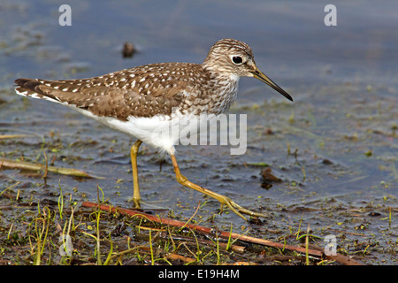 Einsame Strandläufer (Tringa Solitaria) waten für Lebensmittel. Stockfoto