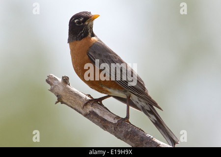 Amerikanischer Robin auf Ast. Stockfoto