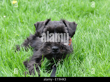 Schwarze Schnauzer Welpen in der Wiese liegen. Stockfoto