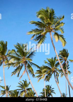 Palmen vor blauem Himmel tropische Stockfoto
