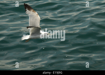 Ring-billed Möwe fliegt über das Wasser Stockfoto