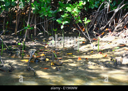 Pneumatophores mangrove Anlage Avicinnia. Stockfoto